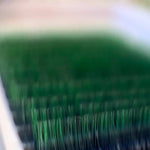 BL Lash OMBRE lashes for eyelash extensions black + green, 1 line